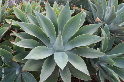 Photo: agave century plant - agaven pflanze agave century plant - agaven pflanze