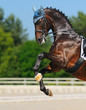 Dressage: bay Hanoverian horse rearing
