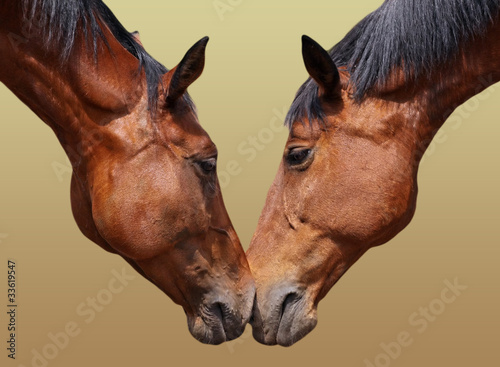 Foto: Horse love Horse love