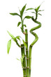 Lucky bamboo plant (Dracaena sanderiana)