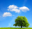 Oak tree on green field