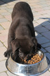 LABRADOR