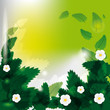 White flowers among green leaves White flowers among green leaves