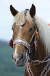 Pferd