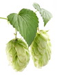 branch of hops on a white background branch of hops on a white background