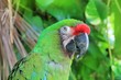 Ara Militaris Military Macaw Green parrot Ara Militaris Military Macaw Green parrot