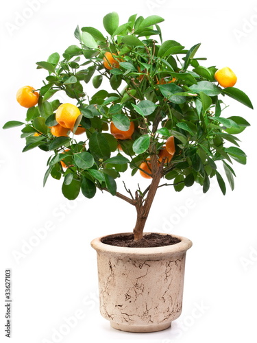 Photo: Small tangerines tree Small tangerines tree