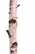 Foto: Close-up of isolated birch wood stub log with wooden texture Close-up of isolated birch wood stub log with wooden texture