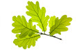 Eiche Eichenblatt