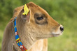 Foto: Young cow calf in the meadow, Turkey Young cow calf in the meadow, Turkey