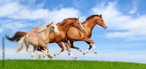 Photo: Three stallions gallop Three stallions gallop