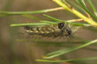 Lithosia quadra