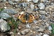 vanessa del cardo - vanessa cardui - papilio cardui