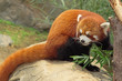 Red Panda