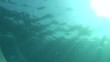 Bait Fish hooked underwater Bait Fish hooked underwater