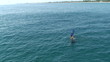 Bait Fish With Diver Bait Fish With Diver