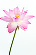 Pink lotus flower and white background. Pink lotus flower and white background.