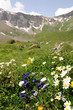 Bergwiese