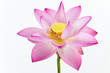 Pink water lily flower (lotus) and white background. Pink water lily flower (lotus) and white background.