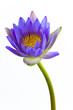 Blue lotus flower and white background. Blue lotus flower and white background.