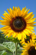 Blühende Sonnenblumen (Helianthus)