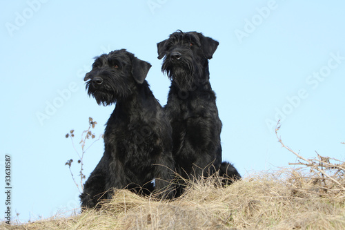 Photo: couple de schnauzers géants couple de schnauzers géants