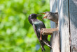 starling feed his nestling