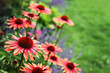 echinacea flowers