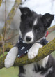 BORDER COLLIE