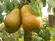 poires Beurré Hardy