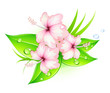 Illustration: hibiscus flowers hibiscus flowers
