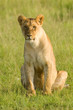 Lioness Lioness