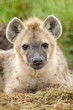 Hyena close up Hyena close up