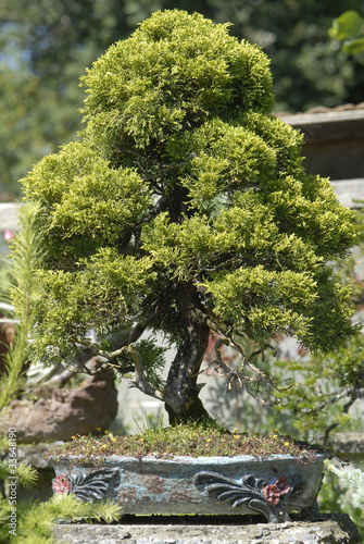 Photo: bonsai bonsai