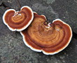Hemlock Varnish Shelf / Ganoderma tsugae
