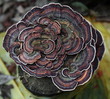 Hemlock Varnish Shelf / Ganoderma tsugae