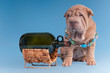 Bad habit - sharpei puppy with empty bottle of alcohol