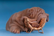 Sharpei puppy sleeping on a wine bottle hanger