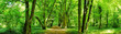 Young forest