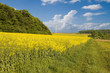 Track through blossoming rape field in Rouhling Track through blossoming rape field in Rouhling