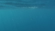 Mahi Mahi Underwater Wide Shot Mahi Mahi Underwater Wide Shot