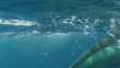 Mahi Mahi Fighting Mahi Mahi Fighting
