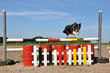 Australian Shepherd beim Training