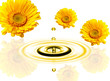 Wassertropfen mit Blume gelb