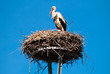 Foto: Storch im Nest Storch im Nest