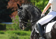 Photo: Dressage horse Dressage horse