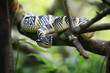 Green viper looking