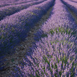 Rangées de Lavande #1
