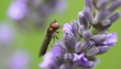 fly