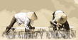 Vector: Two women harvesting rice in asia Two women harvesting rice in asia